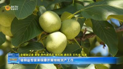 省林业专家来保康开展核桃测产工作