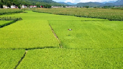 科技赋能，丰产有望！保康农业尽显“科技范儿”