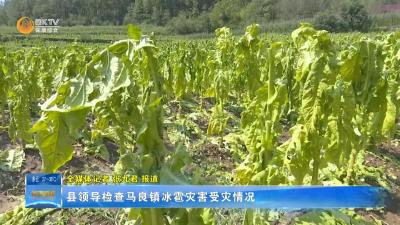 县领导检查马良镇冰雹灾害受灾情况