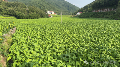 好生态长出好经济丨“绿叶”变“金叶” ！特色产业赋能两峪乡村振兴