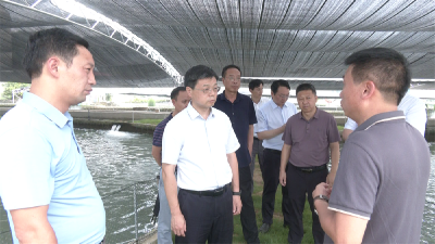 杜云峰调研马桥镇鲟鱼产业园项目时强调  延长加粗产业链条  推动鲟鱼产业高质量发展