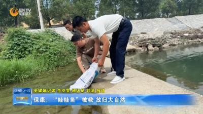 保康：“娃娃鱼”被救 放归大自然