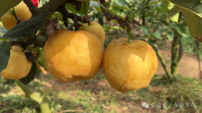 秋来丰收至 助农显担当