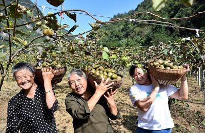 【荆山南北好“丰”景】城关镇三道峡村：猕猴桃喜获丰收  采摘尝鲜正当时