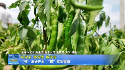【听党话 感党恩 跟党走】 “辣”出好产业  “椒”红致富路