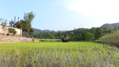 【荆山南北好“丰”景】歇马：冷水稻种出“热”效益