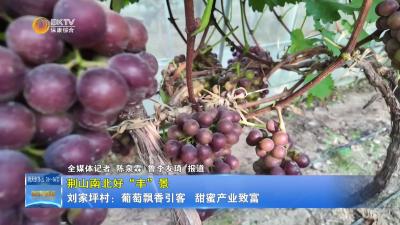 【荆山南北好“丰”景】刘家坪村：葡萄飘香引客  甜蜜产业致富
