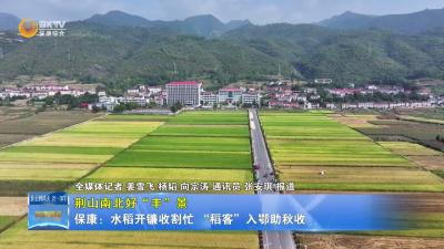 【荆山南北好“丰”景】保康：水稻开镰收割忙  “稻客”入鄂助秋收