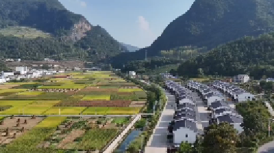 保康两峪乡高山冷水稻喜获丰收