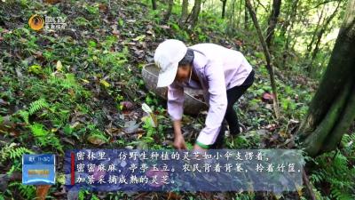 【荆山南北好“丰”景】保康：“小灵芝”撬动“大产业”（二）