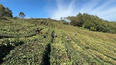 襄阳保康：茶园跑“火车”，茗香飘四海