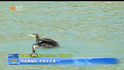 鸬鹚舞翩跹 尽显生态美