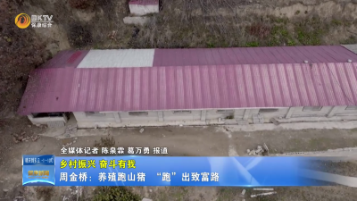 【乡村振兴 奋斗有我】周金桥：养殖跑山猪  “跑”出致富路