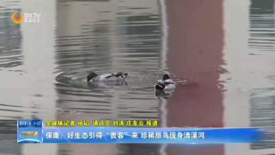 保康：好生态引得“贵客”来  珍稀旅鸟现身清溪河