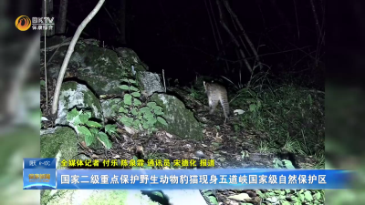 国家二级重点保护野生动物豹猫现身五道峡国家级自然保护区