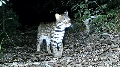 襄阳保康：“豹猫一家”温馨同框出镜