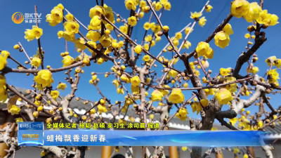 蜡梅飘香迎新春