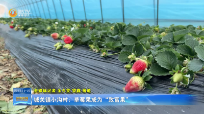 城关镇小沟村：草莓果成为“致富果”