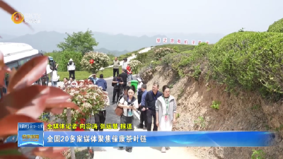 全国20多家媒体聚焦保康茶叶链