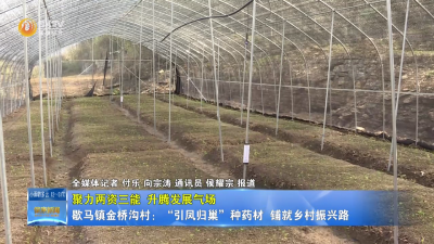 【聚力两资三能 升腾发展气场】歇马镇金桥沟村：“引凤归巢”种药材  铺就乡村振兴路