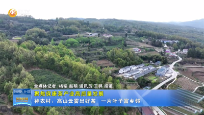 【聚焦保康茶产业高质量发展】神农村：高山云雾出好茶 一片叶子富乡邻