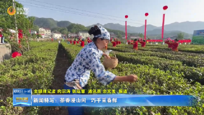 新闻特写：茶香漫山间 巧手采春鲜