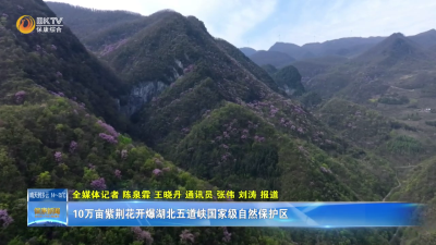 10万亩紫荆花开爆湖北五道峡国家级自然保护区