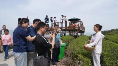 品香茗、追“茶星”！全国24家媒体助力保康茶产业 “出圈”