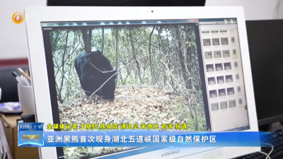 亚洲黑熊首次现身湖北五道峡国家级自然保护区