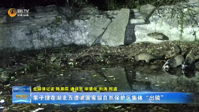 果子狸在湖北五道峡国家级自然保护区集体“出镜”