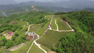 茶香四溢，媒动八方！媒体大咖齐赞保康茶
