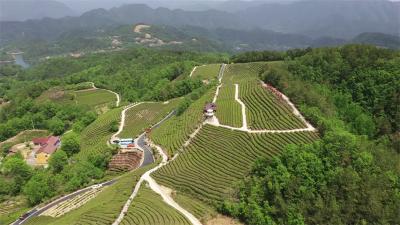 从茶园到茶桌：北纬30度茶香四溢  绿色保康媒动八方