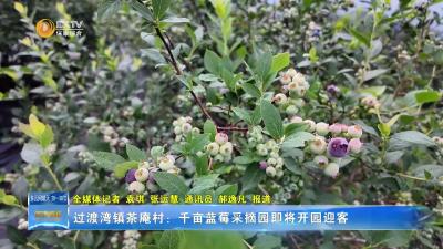 过渡湾镇茶庵村：千亩蓝莓采摘园即将开园迎客