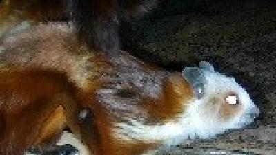 国家“三有”保护动物红白鼯鼠现身五道峡国家级自然保护区
