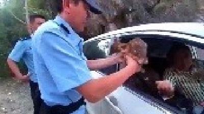 落单小崽你别怕，养好身体再回家！保康民警救助野生小麂