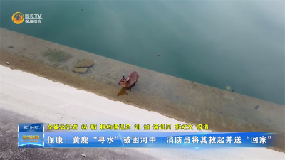 保康：黄麂“寻水”被困河中  消防员将其救起并送“回家”