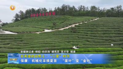 【在希望的田野上·“三夏”时节】保康：机械化采摘夏茶  “废叶”变“金叶”