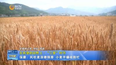 【在希望的田野上·“三夏”时节】保康：风吹麦浪穗飘香 小麦开镰收割忙