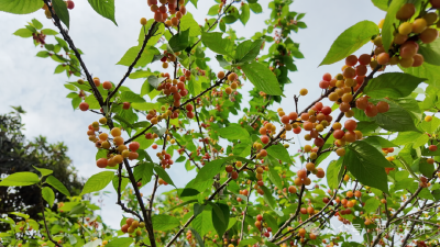 来自楚源保康的邀约 | 鲜果甜蜜蜜，古韵醉游人！保康小沟村，倾心打造属于你的“快乐老家”