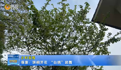 【乡村发现】保康：珙桐开花   “白鸽”起舞