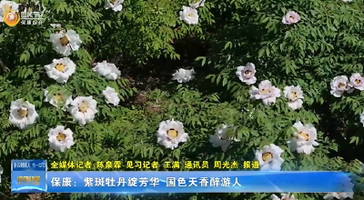 保康：紫斑牡丹绽芳华 国色天香醉游人