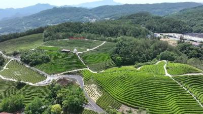 “废叶”变“金叶”，保康夏茶采摘实现机械化