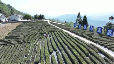 保康：科学管护茶园 夯实富民根基