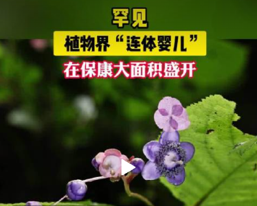 植物界大熊猫叉叶蓝惊艳绽放