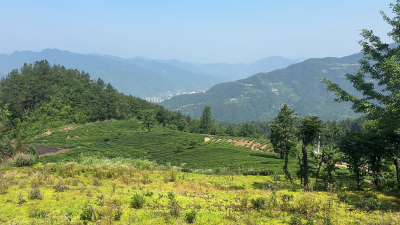 【“一区三地”启宏图 “两山”实践奏强音】多管齐“夏”，保障增收！保康低产茶园改造高效推进