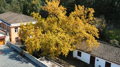 千年银杏披“金甲” 绚烂秋色“醉”游人