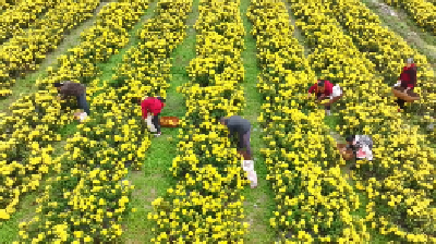 遍地金黄，花香阵阵！在保康县黄堡镇黄堡村，一朵“小菊花”溢满幸福味儿