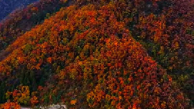 初冬的调色盘！尧治河山那边，藏着一片限定红叶.......
