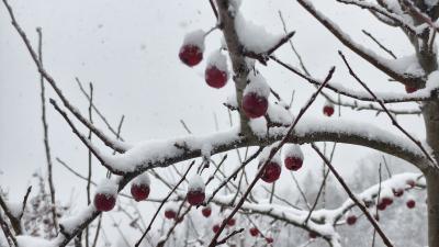 初雪落荆山 保康迎来2025年第一场小雪