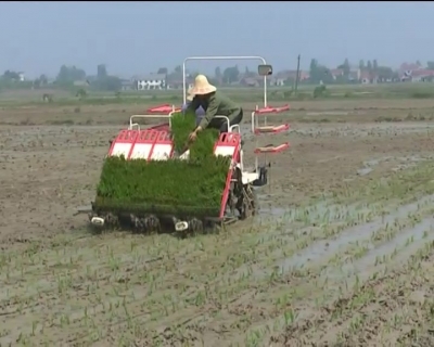 种植再生稻  增产又增收